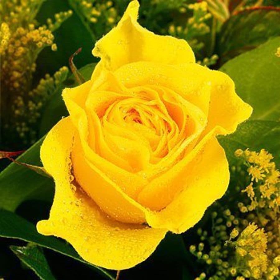 Букет из Роз и Солидаго «Мед и амбра»