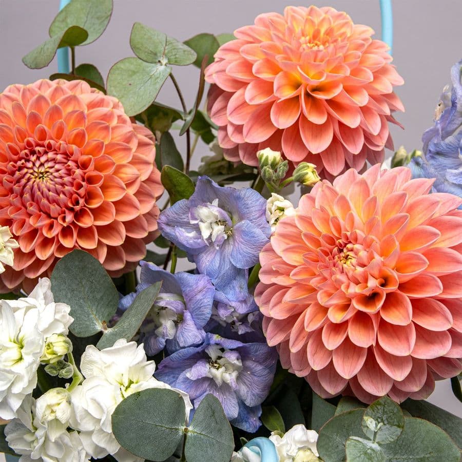 Композиция из Георгин, Маттиолы и Дельфиниума в сумочке «Лазурный Закат»