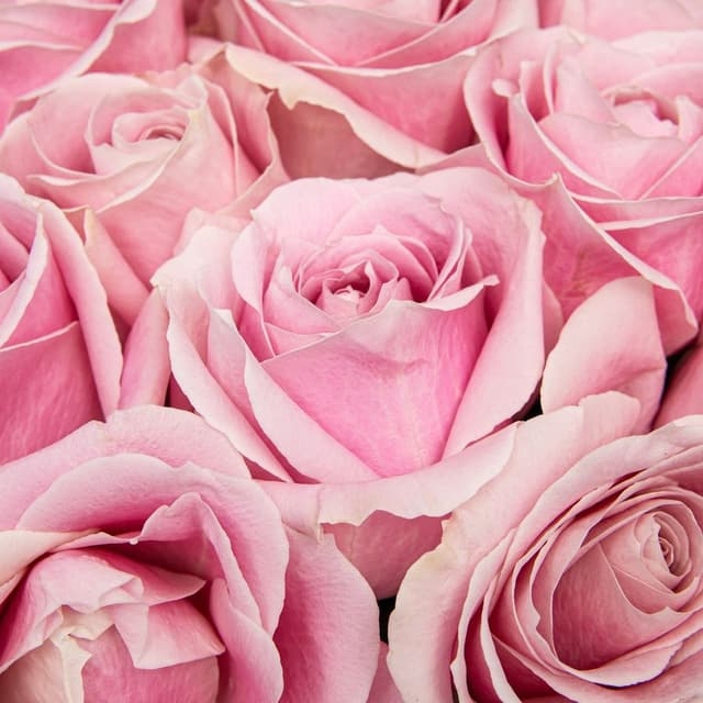 Букет из розовых Роз Россия 25 шт «Искренняя Нежность»