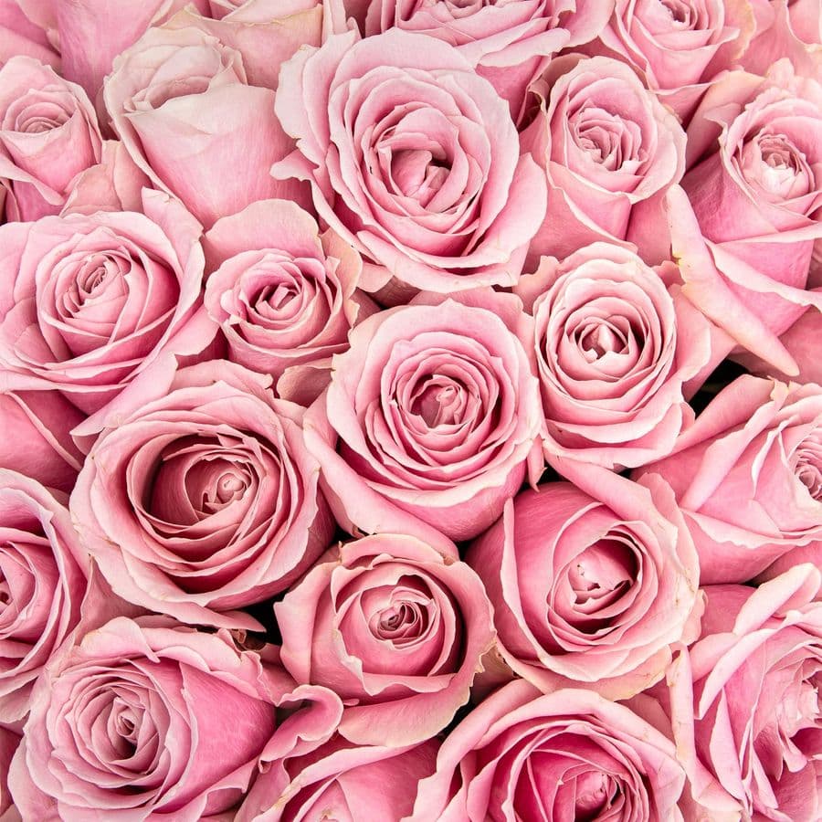 Букет из розовых Роз Россия 51 шт «Облако Нежности»