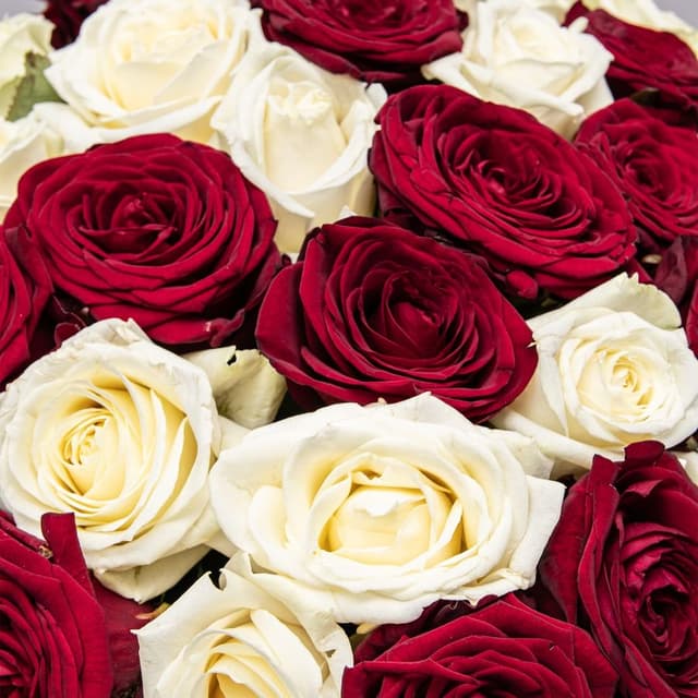 Букет из красных и белых Роз Россия 51 шт «Контраст Чувств»
