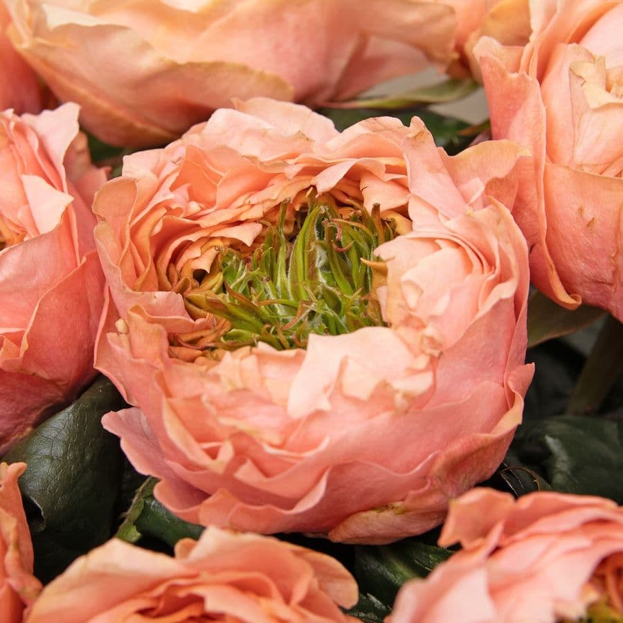 Букет из Пионовидных Роз Питер Парк 11 шт «Нежность Балерины»