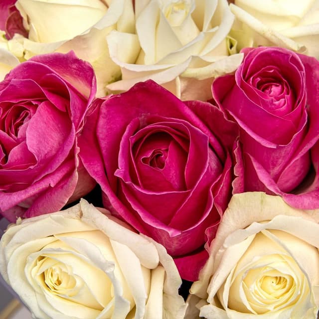 Букет из розовых и белых Роз Россия 25 шт «Энергия Чувств»