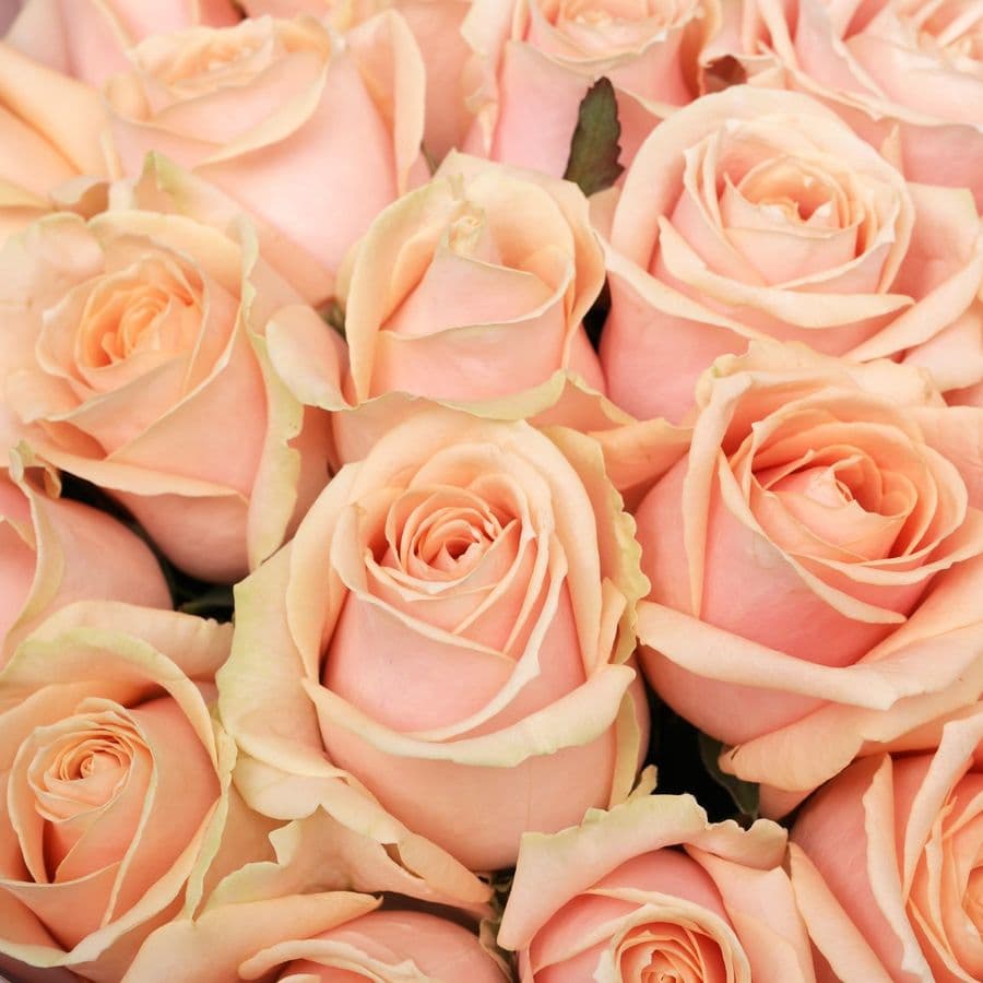 Букет из персиковых Роз Талия 25 шт «Сладкий Момент»