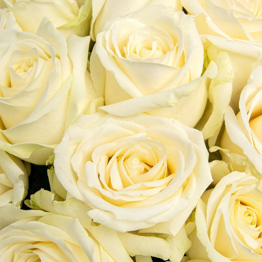 Букет из белых Роз Россия 25 шт «Белая Мечта»