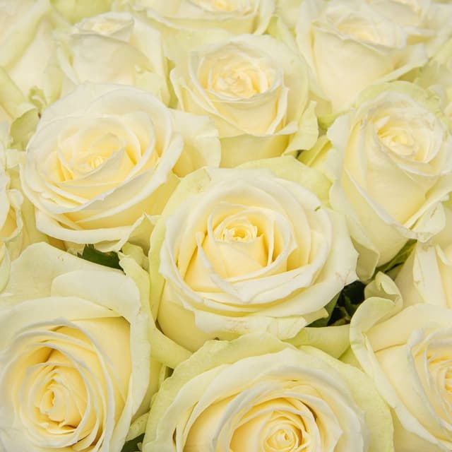 Букет из белых Роз Россия 51 шт «Белый Океан»