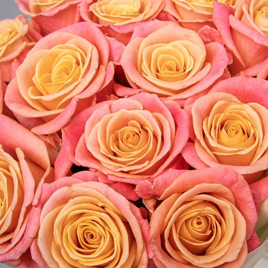 Букет из Роз Мисс Пигги 15 шт «Апельсиновый Джем»