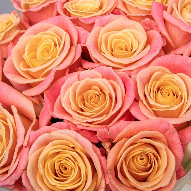 Букет из Роз Мисс Пигги 15 шт «Апельсиновый Джем»