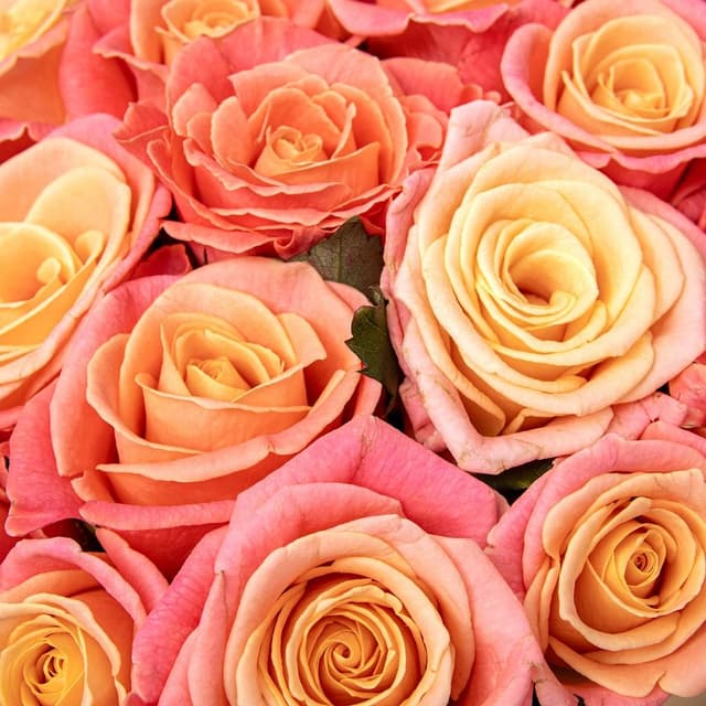 Букет из Роз Мисс Пигги 25 шт «Калифорнийский Закат»