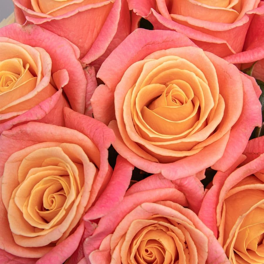 Букет из Роз Мисс Пигги 9 шт «Нежный Огонек»