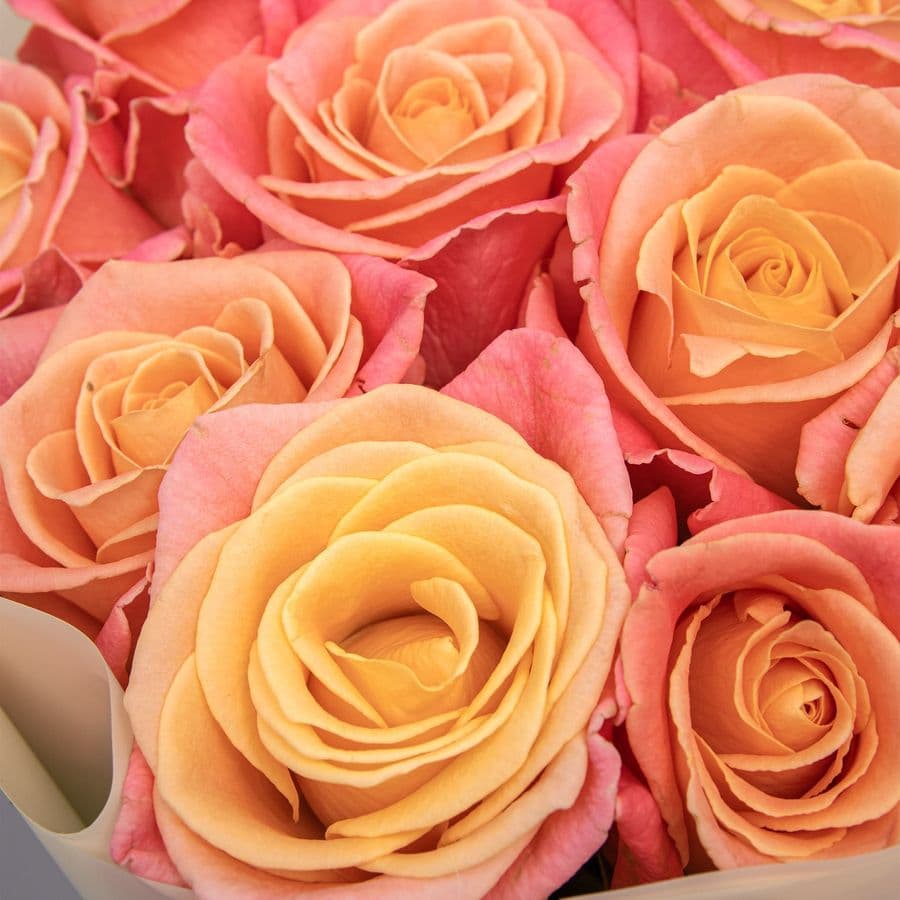 Букет из Роз Мисс Пигги 11 шт «Искреннее Тепло»