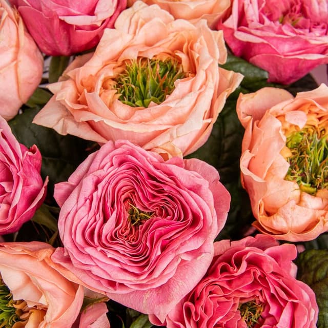 Букет из Пионовидных Роз Риджентс Парк и Питер Парк 15 шт «Зачарованный Сад»