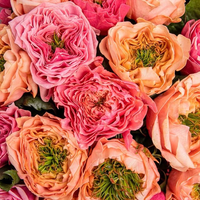 Букет из Пионовидных Роз Риджентс Парк и Питер Парк 23 шт «Фруктовый Сорбет»