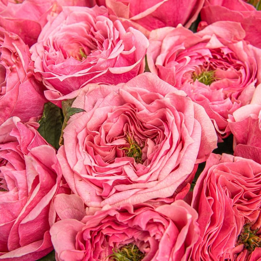 Букет из Пионовидных Роз Риджентс Парк 11 шт «Малиновый Мусс»