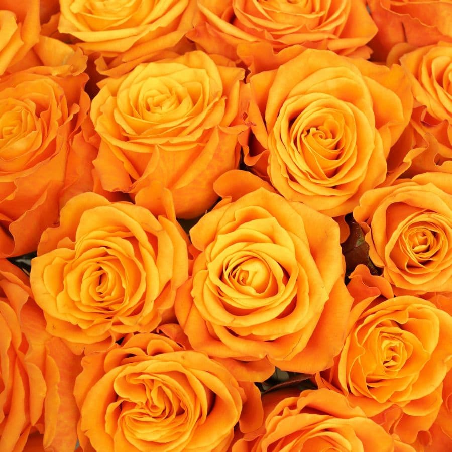 Букет из Роз Элиганс 25 шт «Энергия Счастья»