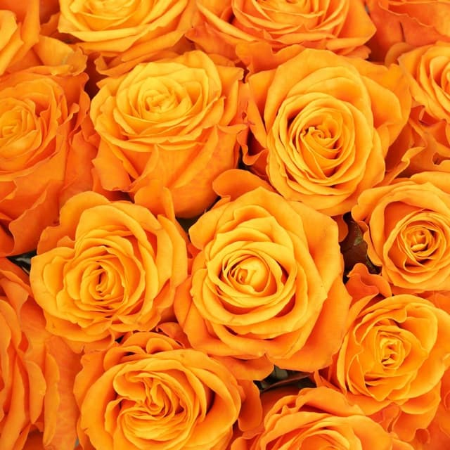 Букет из Роз Элиганс 25 шт «Энергия Счастья»