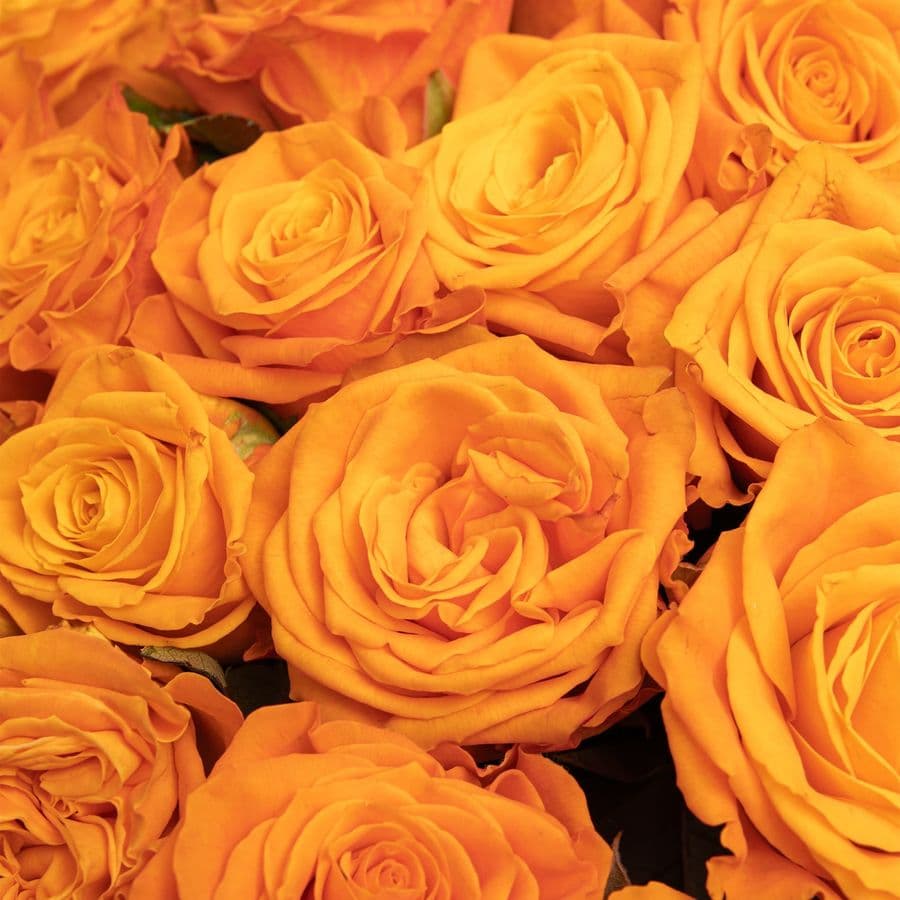 Букет из Роз Элиганс 51 шт «Яркое Восхищение»