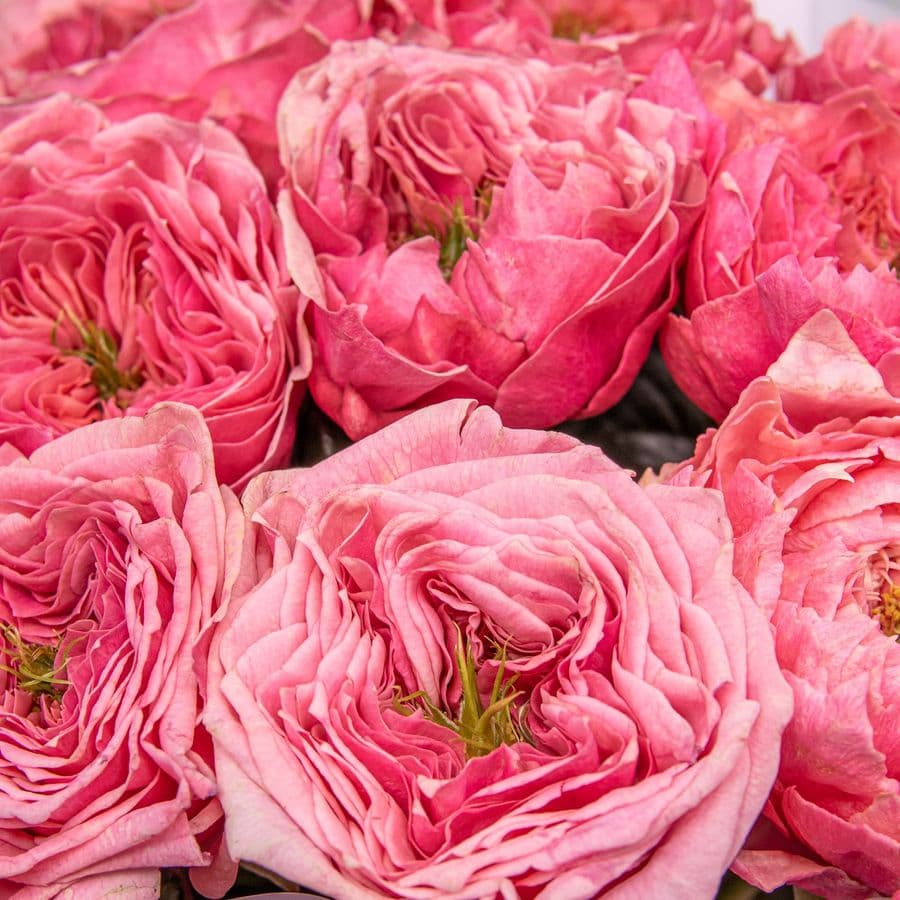 Букет из Пионовидных Роз Риджентс Парк 9 шт «Цветок Афродиты»