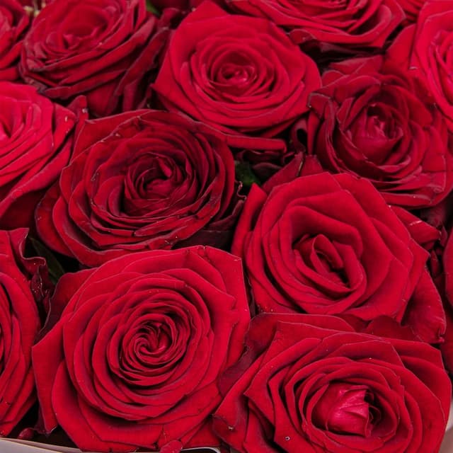 Букет из красных Роз Россия 25 шт «Стрела Амура»