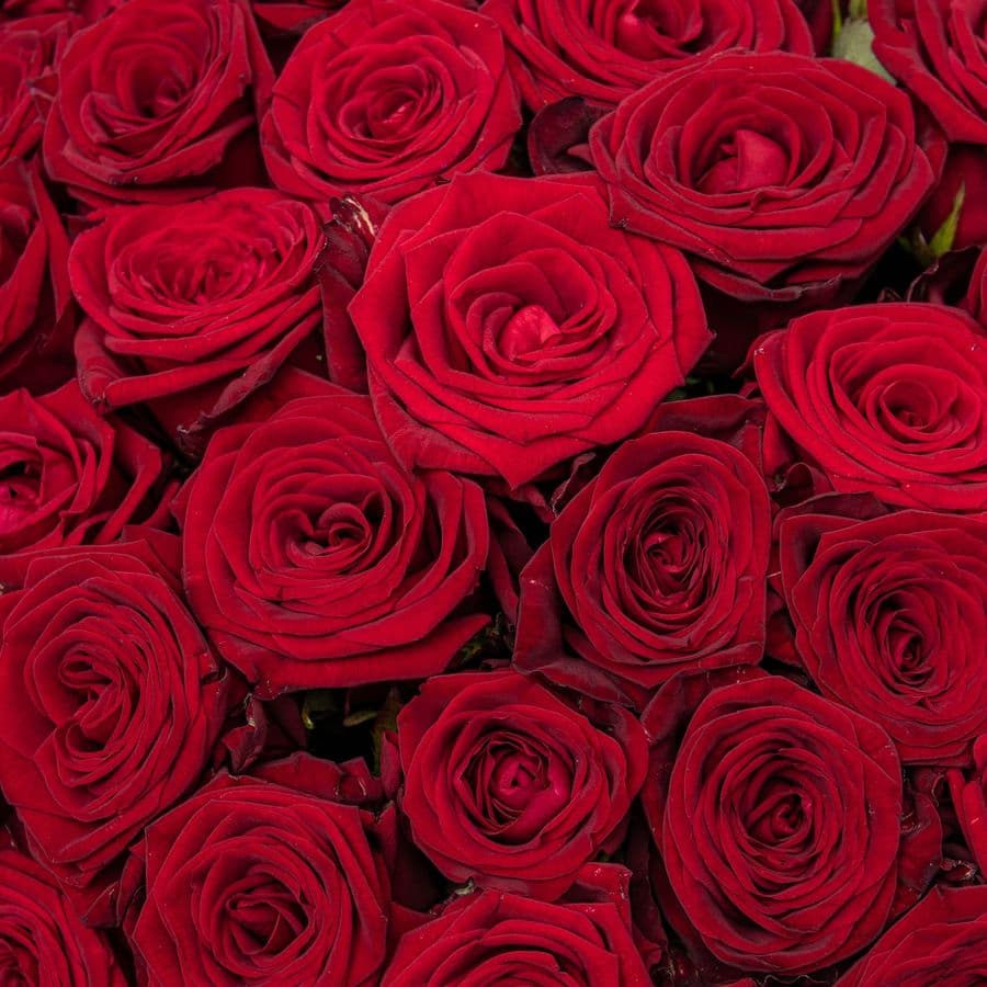 Букет из красных Роз Россия 101 шт «Эпоха Чувств»