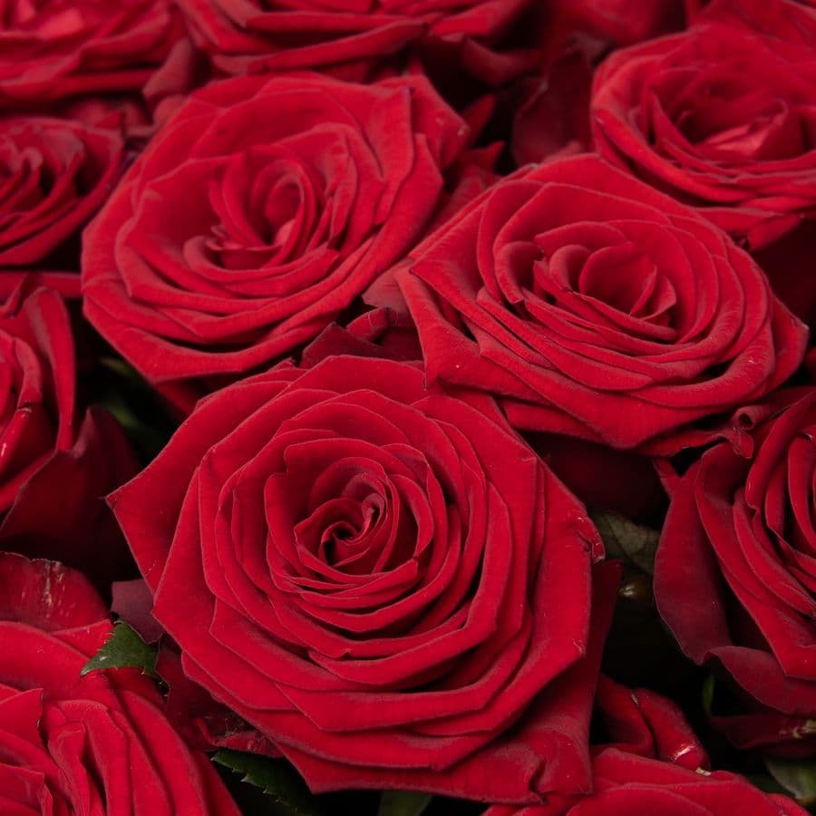 Букет из красных Роз Россия 51 шт «Огненное Сердце»