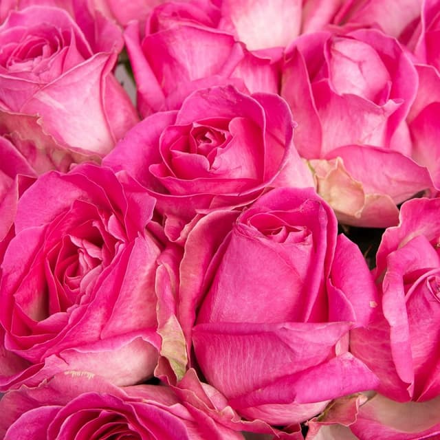 Букет из Роз Либерти 25 шт «Любовное Письмо»