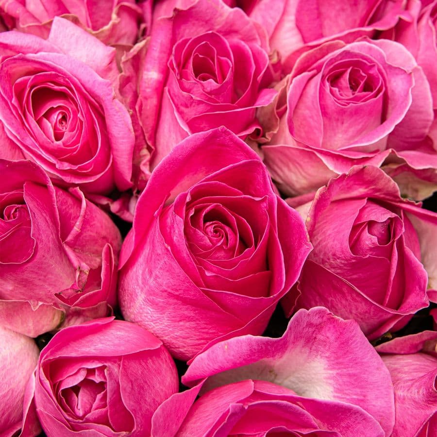 Букет из Роз Либерти 101 шт «Объятие Сердца»