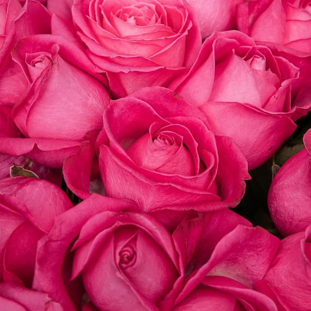 Букет из розовых Роз Россия 25 шт «Карнавал Чувств»