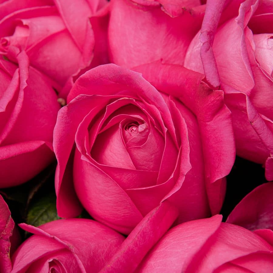 Букет из розовых Роз Россия 51 шт «Энергия Восхищения»