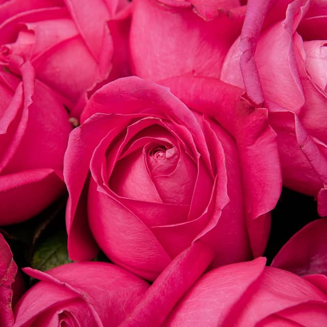 Букет из розовых Роз Россия 51 шт «Энергия Восхищения»