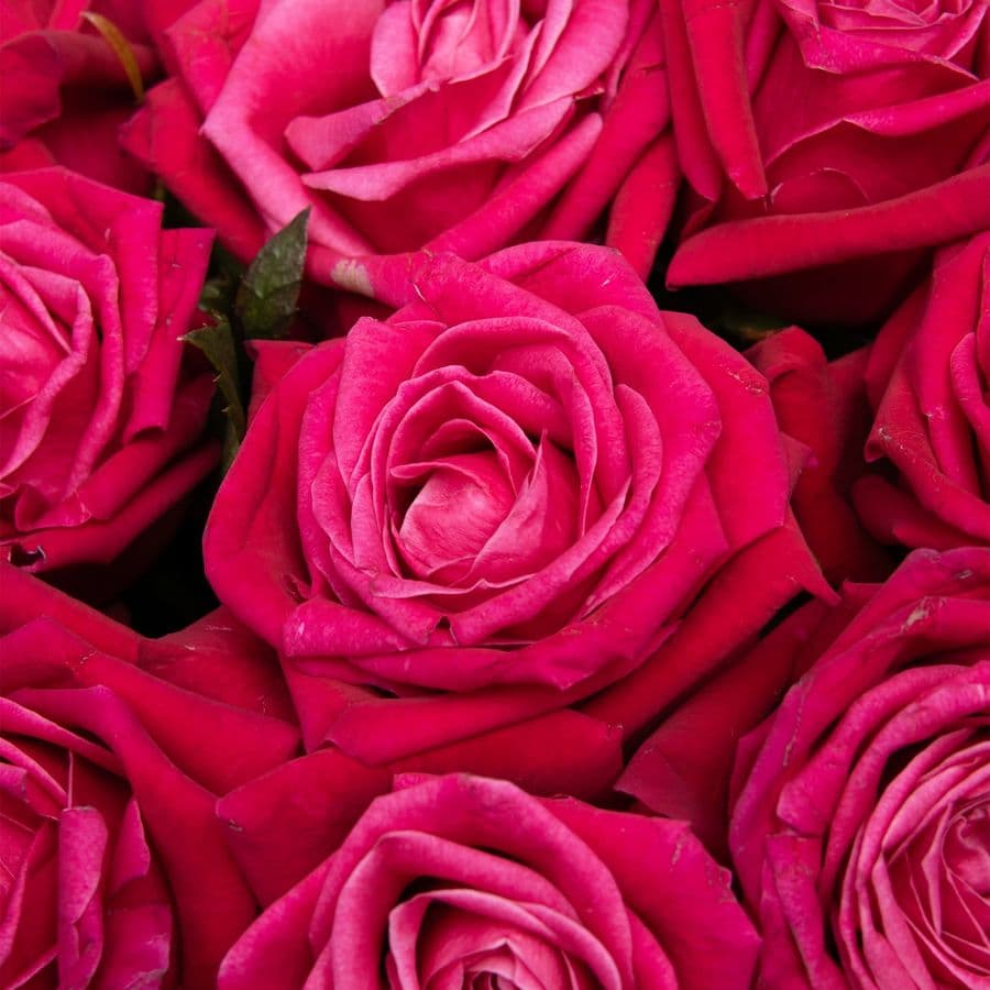 Букет из Роз Шангрила 25 шт «Малиновый Шарм»