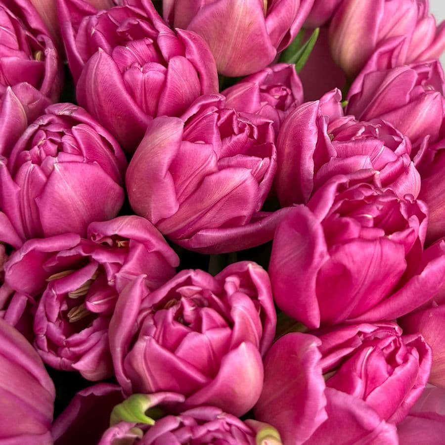 Букет розовых Пионовидных Тюльпанов 25 шт «Глубина Чувств»