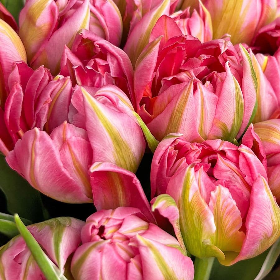 Букет розовых Пионовидных Тюльпанов 25 шт «Шарм Бутона»