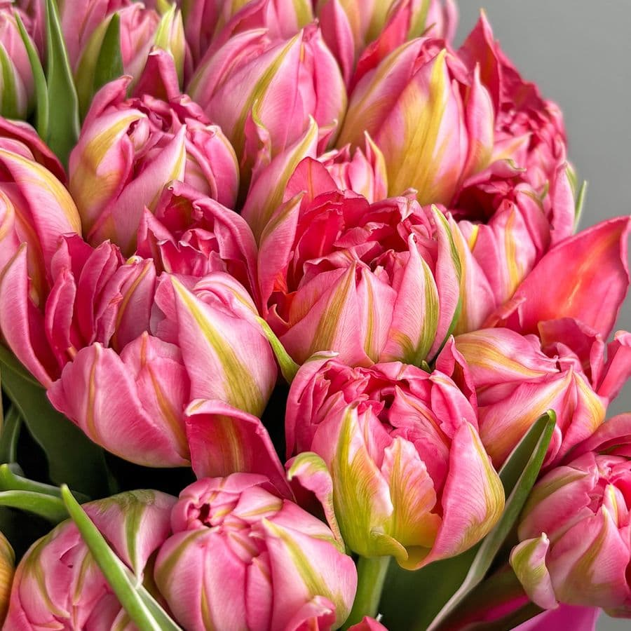 Букет розовых Пионовидных Тюльпанов 51 шт «Заря Весны»