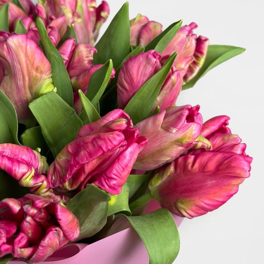 Букет розовых Пионовидных Тюльпанов 25 шт «Драгоценный Рубин»