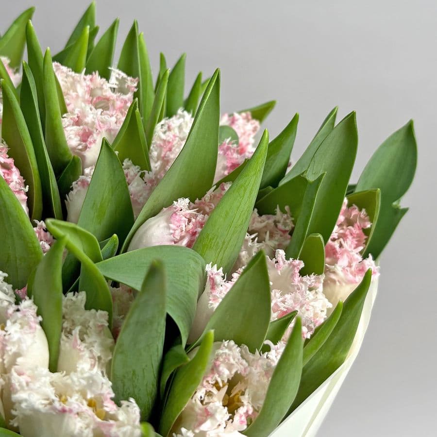 Букет махровых бело-розовых Тюльпанов 51 шт «Хрустальный Край»