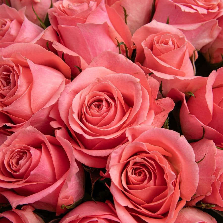 Букет Роз Кения 60 см 51 шт «Индийское Лето»