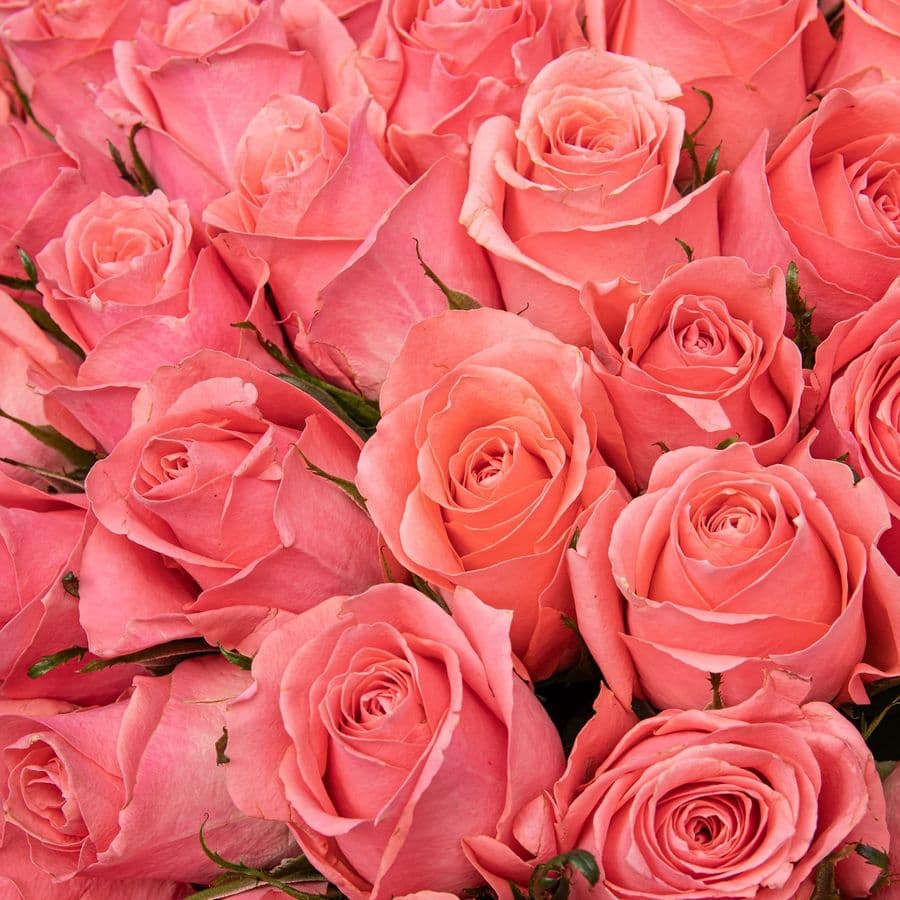 Букет Роз Кения 60 см 101 шт «Алхимия Сердца»