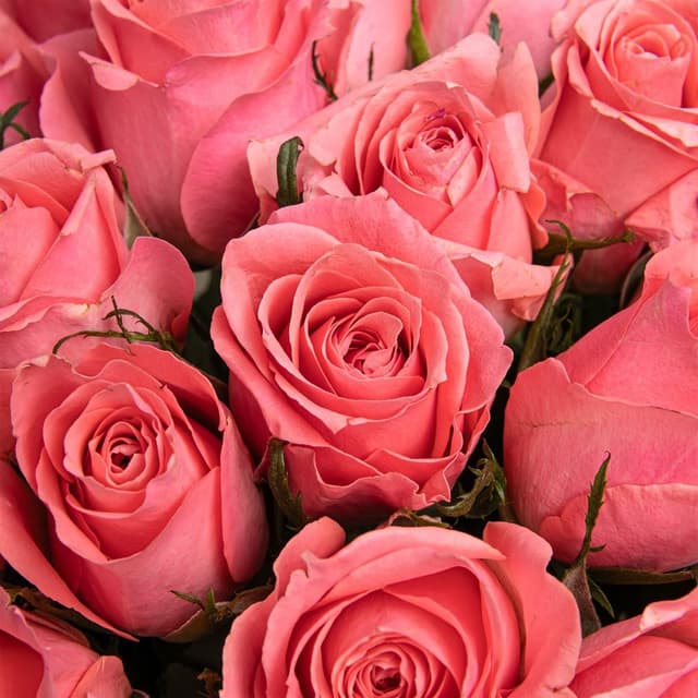 Букет Роз Кения 60 см 25 шт «Перфоманс»