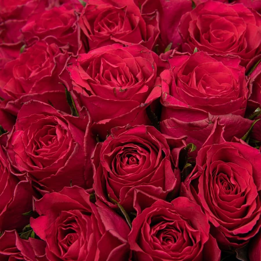 Букет малиновых Роз Кения 40 см 101 шт «Коронация»