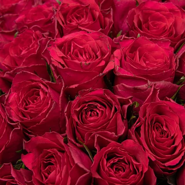 Букет малиновых Роз Кения 40 см 101 шт «Коронация»