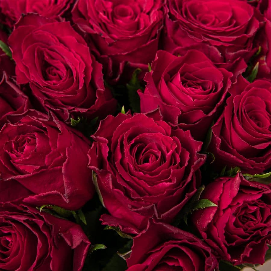 Букет красных Роз Кения 40 см 25 шт «Винный Шлейф»