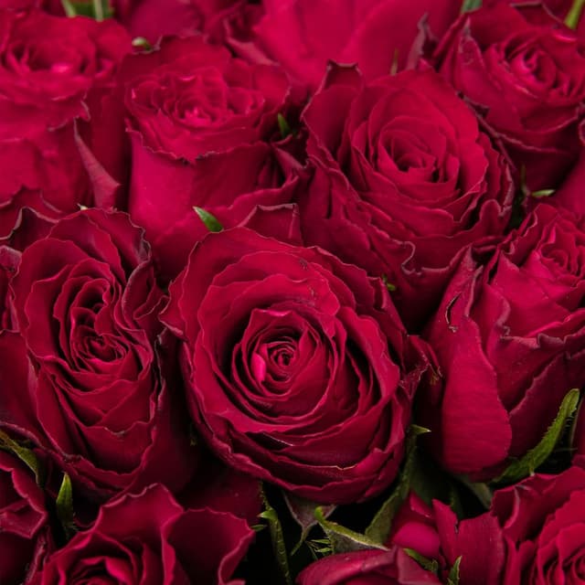 Букет красных Роз Кения 40 см 51 шт «Эликсир Любви»