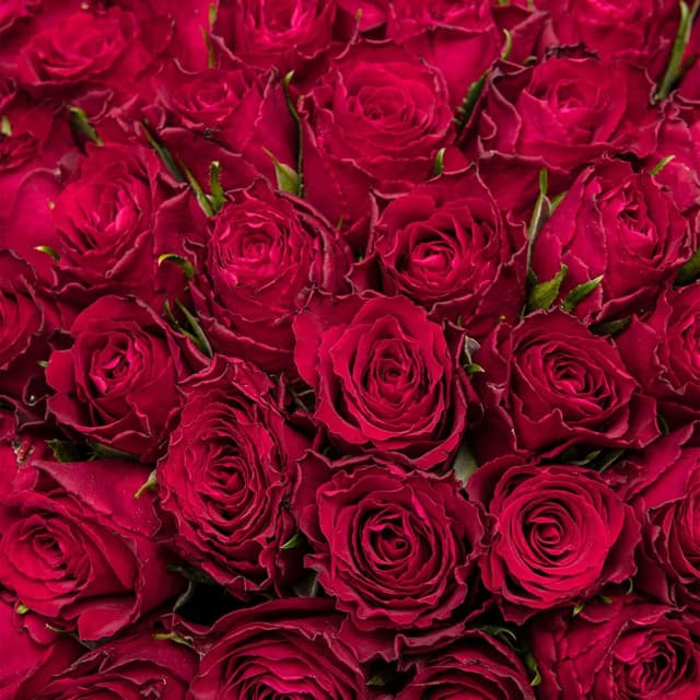 Букет красных Роз Кения 40 см 101 шт «Клятва Вечности»