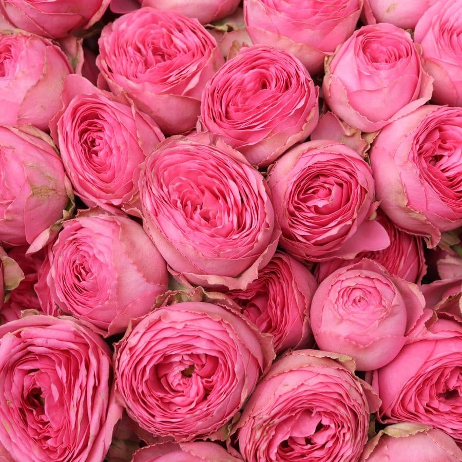 Букет из Кустовых Пионовидных Роз 51 шт «Волшебный Момент»