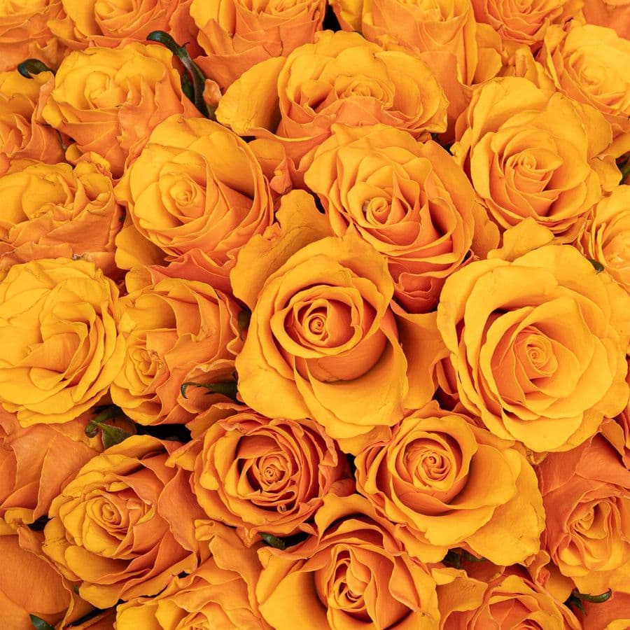 Букет оранжевых Роз Кения 40 см 101 шт «Золото Инков»