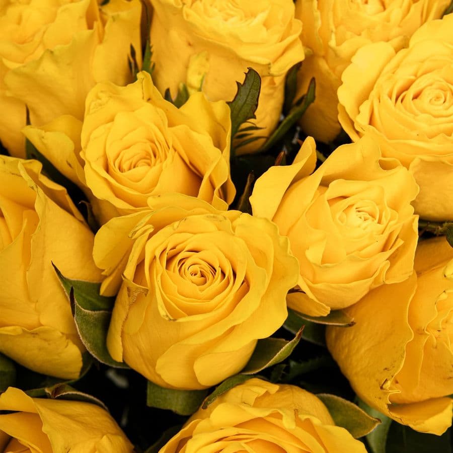 Букет желтых Роз Кения 40 см 25 шт «Радостный Сюрприз»