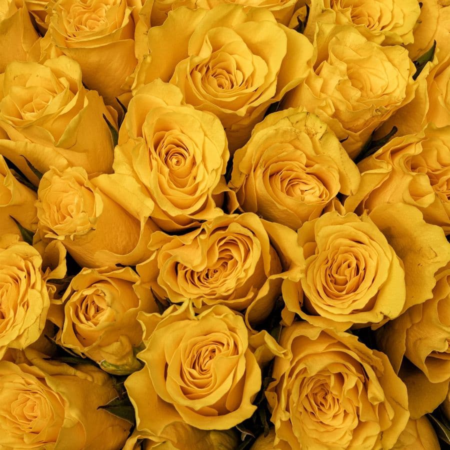 Букет желтых Роз Кения 40 см 101 шт «Сияние Души»