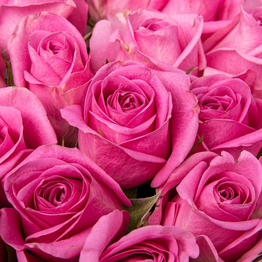 Букет розовых Роз Кения 40 см 25 шт «Девичьи Секреты»