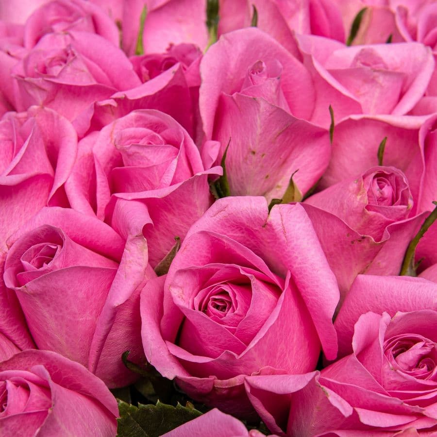 Букет розовых Роз Кения 40 см 51 шт «Любовь к Тебе»